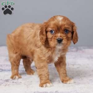 Chase, Cavalier King Charles Spaniel Puppy